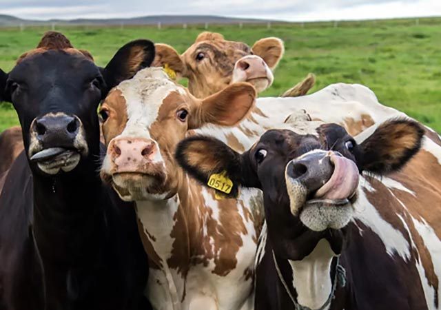 Holy Cow It's National Dairy Month