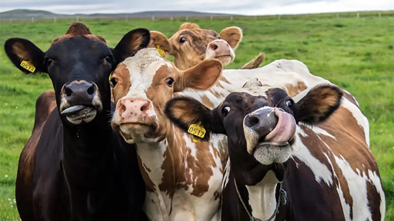 Holy Cow It's National Dairy Month